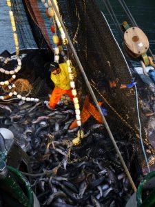 Pink Salmon Fishing in Southeast Alaska