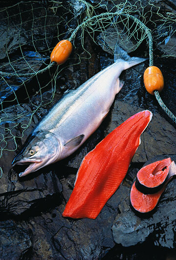 Fresh Sockeye Salmon Displayed on Rocks with a Filet and Steaks